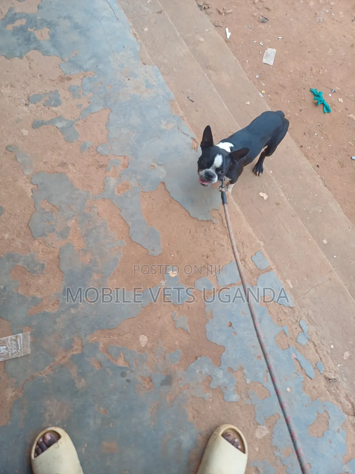 3-6 months Female Purebred Boston Terrier