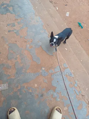 3-6 months Female Purebred Boston Terrier