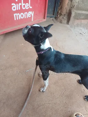 1-3 months Male Purebred French Bulldog