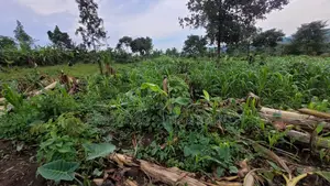 Good Plot 50*225 for Sale at Namayumba-Kyanuna