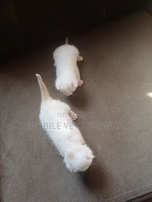 1-3 months Male Purebred Japanese Bobtail