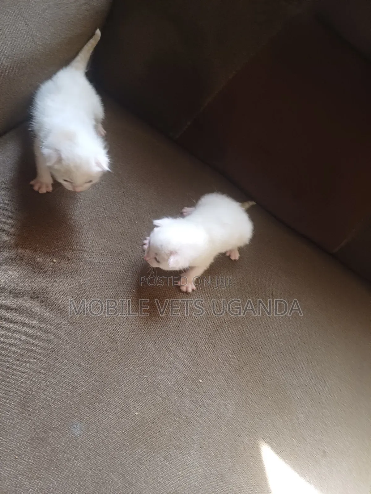 1-3 months Female Purebred LaPerm