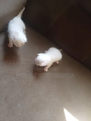 1-3 months Female Purebred LaPerm