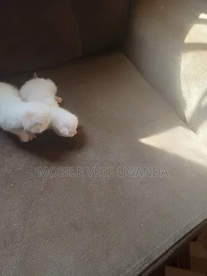 1-3 months Male Purebred Ocicat