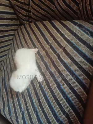 0-1 month Male Purebred Burmese