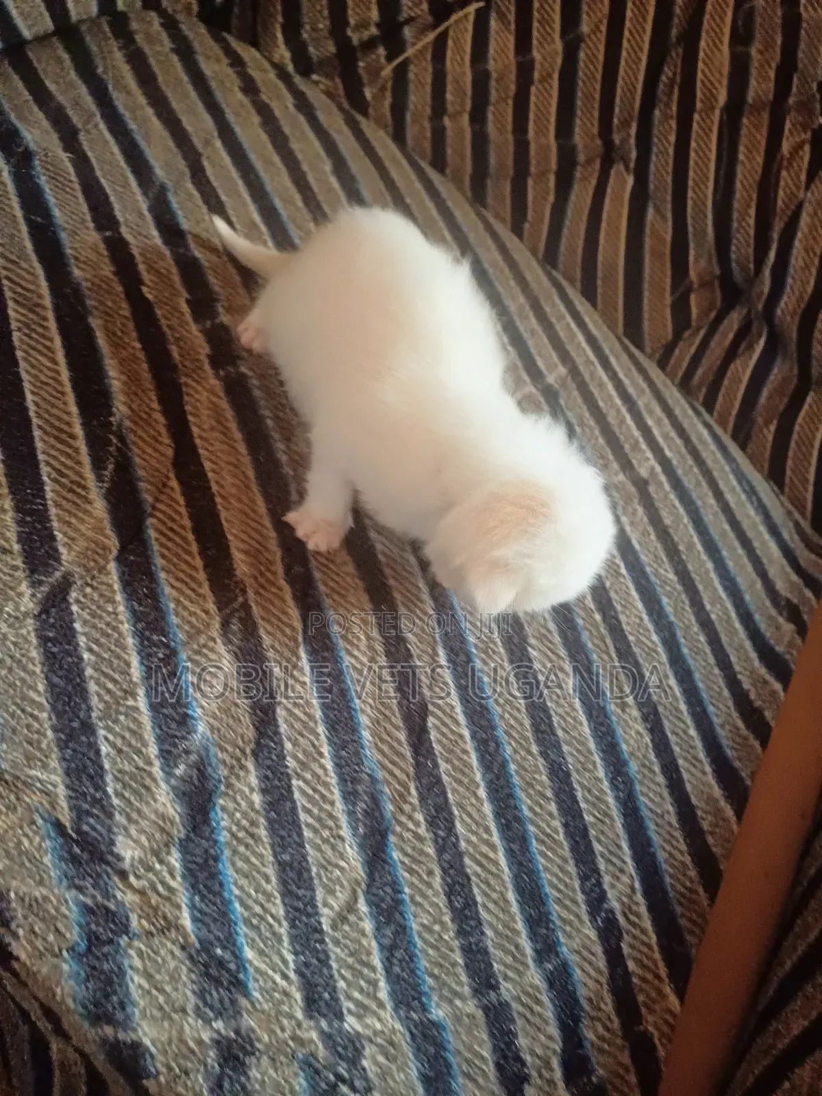 1-3 months Female Purebred Ragamuffin