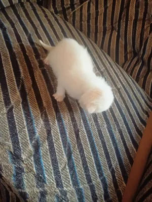 1-3 months Female Purebred Ragamuffin