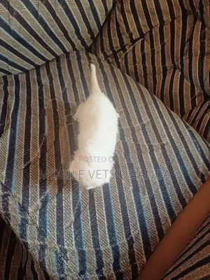 1-3 months Male Purebred Colorpoint Shorthair