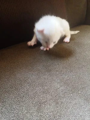 1-3 months Male Purebred Birman