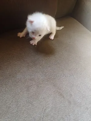 1-3 months Female Purebred Cornish Rex