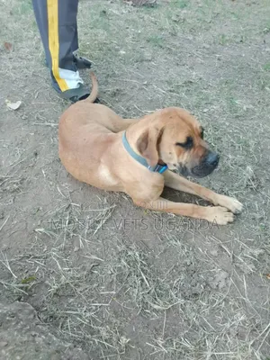 6-12 months Female Purebred Boerboel