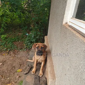 6-12 months Male Purebred Boerboel