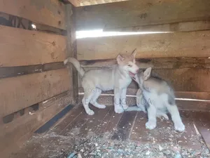 1-3 months Male Purebred Siberian Husky