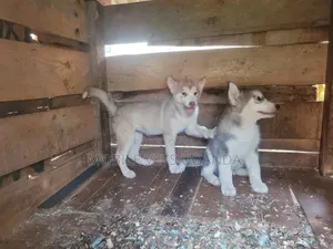 3-6 months Female Purebred Siberian Husky