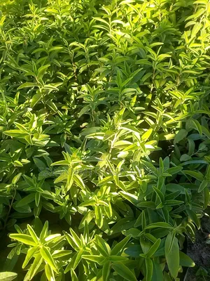 Keiapple for Thorn Fence