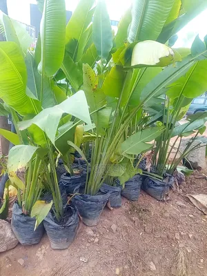 Outdoor Palm Tree