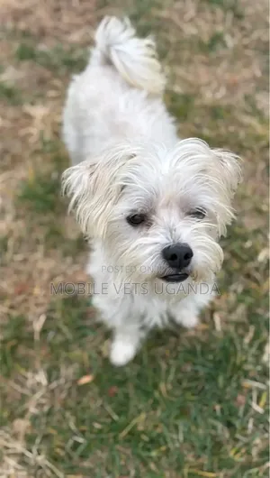 3-6 months Male Purebred Maltese
