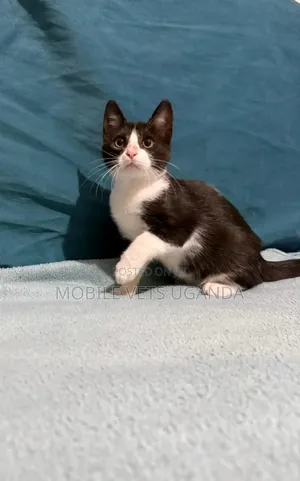 1-3 months Female Purebred British Shorthair