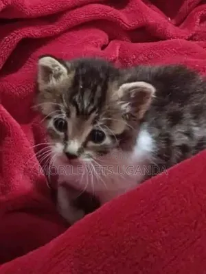 3-6 months Male Purebred British Shorthair