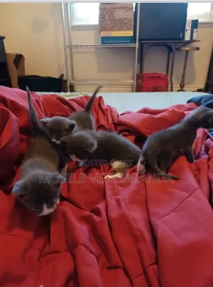 3-6 months Female Purebred Abyssinian