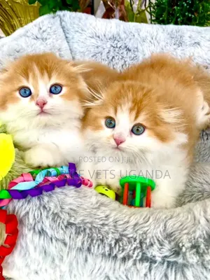 0-1 month Female Purebred Persian
