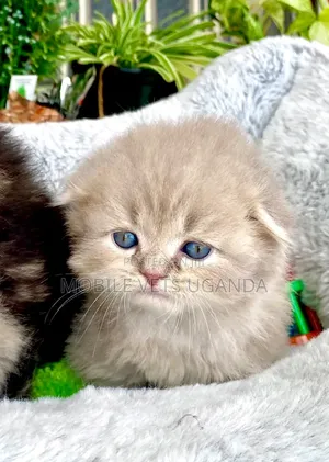 1-3 months Male Purebred Persian