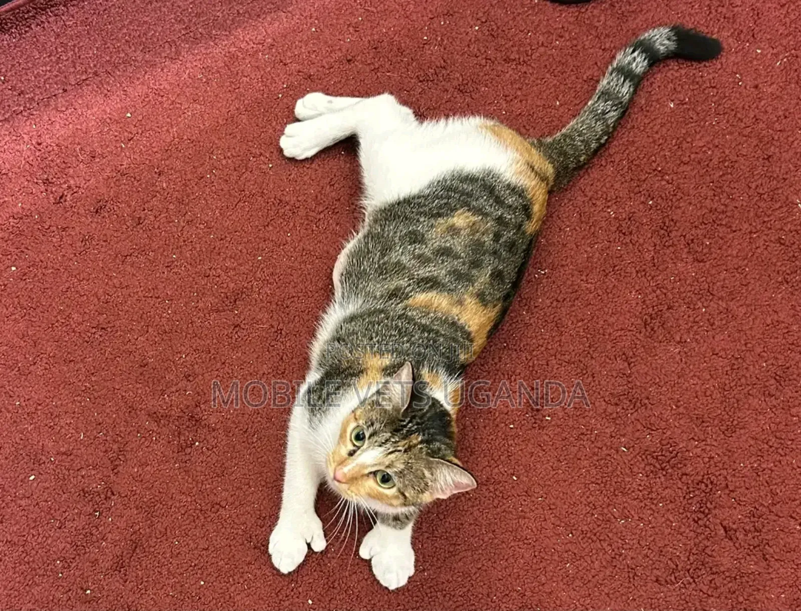 3-6 months Female Purebred Exotic