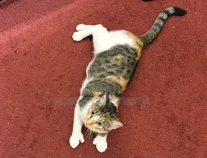 3-6 months Female Purebred Exotic