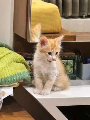 3-6 months Male Purebred Balinese