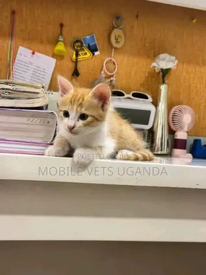 1-3 months Male Purebred American Shorthair