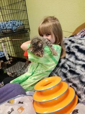 0-1 month Male Purebred Cornish Rex