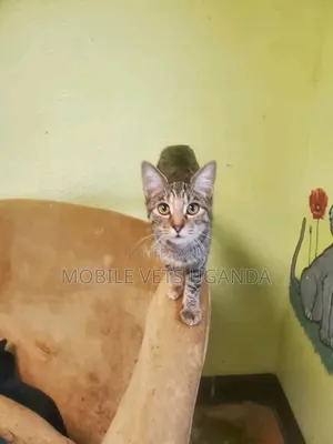 1-3 months Female Purebred Havana Brown