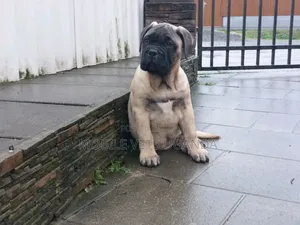 3-6 months Male Purebred Boerboel