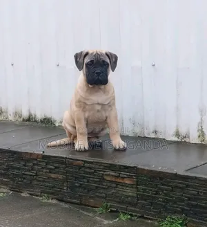3-6 months Female Purebred Boerboel
