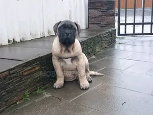 1-3 months Female Purebred Boerboel