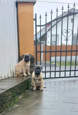 1-3 months Male Purebred Boerboel