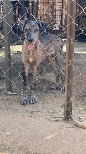 1-3 months Male Purebred Great Dane