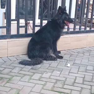 6-12 months Female Purebred German Shepherd