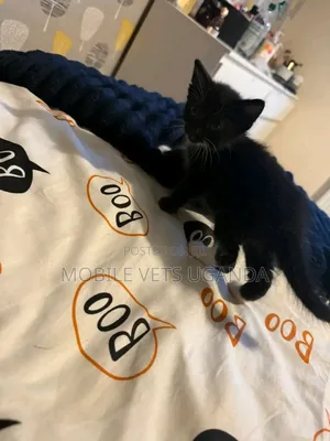 0-1 month Male Purebred American Bobtail