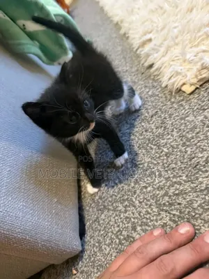 1-3 months Female Purebred American Wirehair