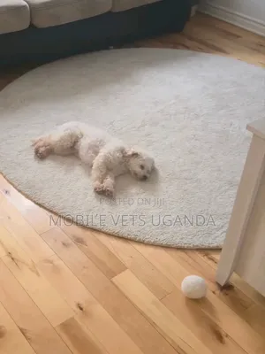 3-6 months Female Purebred Maltese