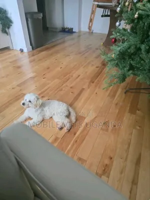 6-12 months Male Purebred Maltese