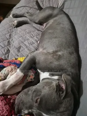 3-6 months Male Purebred American Pit Bull Terrier