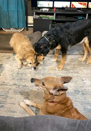 1+ year Male Mixed Breed German Shepherd