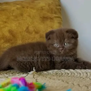 0-1 month Male Purebred Singapura