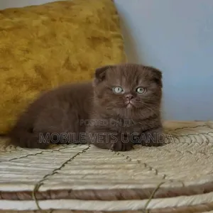 1-3 months Female Purebred Siberian