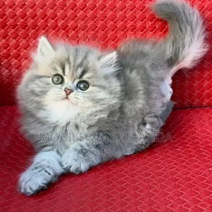 3-6 months Male Purebred Persian