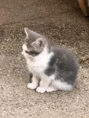 1-3 months Male Purebred Bombay