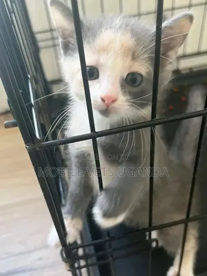 0-1 month Female Purebred Exotic