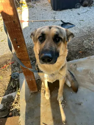1+ year Female Mixed Breed German Shepherd